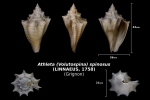 Athleta (Volutospina) spinosus trouvé en avril 2018 dans la couche à campaniles - photo Delphin 08 2018