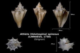Athleta (Volutospina) spinosus trouvé en avril 2018 dans la couche à campaniles - photo Delphin 08 2018