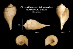 Ficus (Ficopsis) tricarinatus - trouvé en mai 2018 dans la couche à campaniles et le cordon à tempêtes - photo Delphin 08 2018