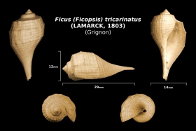 Ficus (Ficopsis) tricarinatus - trouvé en mai 2018 dans la couche à campaniles et le cordon à tempêtes - photo Delphin 08 2018
