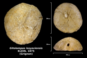 Gitolampas issyaviensis trouvé en avril 2018 dans la couche à campaniles - photo Delphin mai 2018