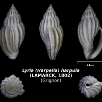 Lyria (Harpella) harpula - trouvé en mai 2018 dans la cordon à Chamas- photo Delphin 08 2018
