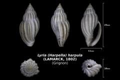 Lyria (Harpella) harpula - trouvé en mai 2018 dans la cordon à Chamas- photo Delphin 08 2018