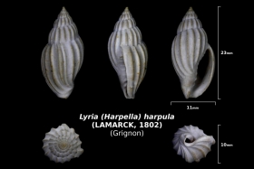 Lyria (Harpella) harpula - trouvé en mai 2018 dans la cordon à Chamas- photo Delphin 08 2018