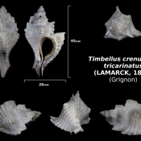 Timbellus crenulatus tricarinatus - trouvé en mai 2018 dans le cordon à tempêtes - photo Delpin 08/18