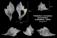 Timbellus crenulatus tricarinatus - trouvé en mai 2018 dans le cordon à tempêtes - photo Delpin 08/18