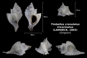 Timbellus crenulatus tricarinatus - trouvé en mai 2018 dans le cordon à tempêtes - photo Delpin 08/18