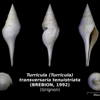 Tirricula (Turricula) transversaria tenuistriata - trouvé dans la couche à oursins en nov 2017 - photo Delphin 08/18
