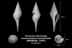 Tirricula (Turricula) transversaria tenuistriata - trouvé dans la couche à oursins en nov 2017 - photo Delphin 08/18