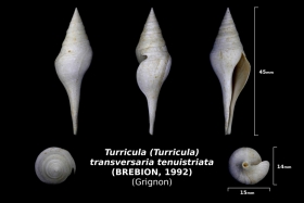 Tirricula (Turricula) transversaria tenuistriata - trouvé dans la couche à oursins en nov 2017 - photo Delphin 08/18