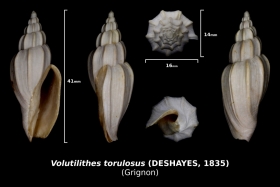 Volutilithes torulosus - photo Delpin 05/18