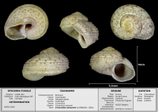 Cirsochilus lamarkii - photo Delphin 02/19