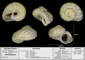 Cirsochilus lamarkii - photo Delphin 02/19