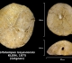 Gitolampas issyaviensis trouvé en avril 2018 dans la couche à campaniles - photo Delphin mai 2018
