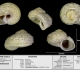 Cirsochilus lamarkii - photo Delphin 02/19