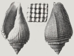 Volutocorbis crenulifera