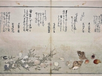 Coquillages - Utamaro fin 18ème - Musée Guimet