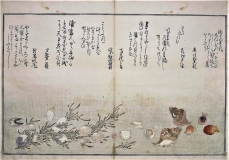 Coquillages - Utamaro fin 18ème - Musée Guimet