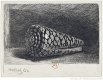 "La coquille" - cône marbré - Rembrandt (1650) - Musée du Louvre. A noter : la coquille, de la main de Rembrandt, est inversée - spire de la droite vers la gauche et ouverture à gauche !