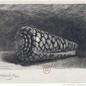 La coquille - cône marbré - Rembrandt (1650) - Musée du Louvre.