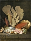 Panache de mer, coquillages et lithophytes ; Anne Vallayer-Coster (1769) - Tableau faisant parti du cabinet de curiosités de Louis-François de Bourbon, prince de Conti (1717-1776) - © 2011 RMN-Grand Palais musée du Louvre René-Gabriel Ojéda