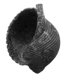 Tonna galea - Poterie minoenne -3500 BP