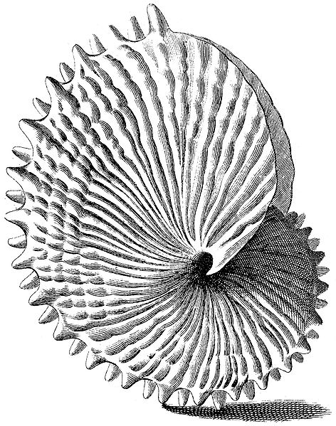 Galtieri "Index Testarum Conchyliorum" (1742) - Argonauta nodosa .