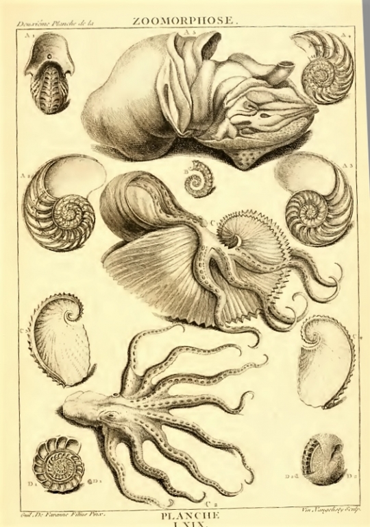 Dezallier d'Argenville - Planches "zoomorphose" (1780)