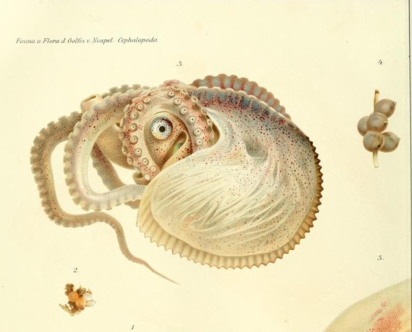 Giuseppe Jatta - I Cefalopodi viventi nel Golfo di Napoli (sistematica), Art by Comingio Merculiano, R. Friedländer & Sohn, 1896