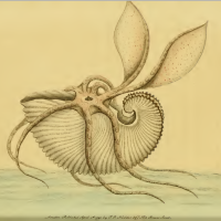 George Shaw rédacteur "The Naturalist's Miscellany" n33 (1792), Frederick Polydore Illustrateur - Argonaute papiracé