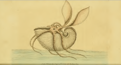 George Shaw rédacteur "The Naturalist's Miscellany" n33 (1792), Frederick Polydore Illustrateur - Argonaute papiracé