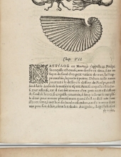 Rondelet  Guillaume "Histoire entière des poissons" VF (1558)
