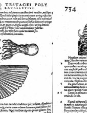 Conrad Gesner -  "Historiae animalium" Livre III (1558)