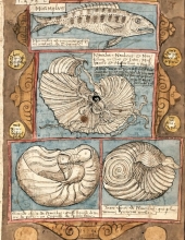 "Viestock" (Livre des poissons) - Coenen Adriaen (1580). Extraordinaire bestiaire manuscrit, dessiné et peint à la main. Représentation  d'argonaute et de nautile.