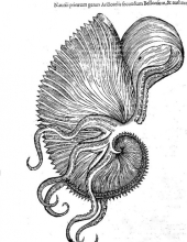 Aldrovandi Ulyssis  "De reliquis animalibus exanguibus libri quatuor" (1606)