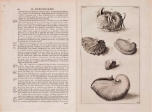 Rumphius "D'Amboinshe rariteitkamer" (1705)