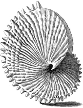 Galtieri "Index Testarum Conchyliorum" (1742) - Argonauta nodosa .