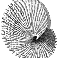 Galtieri "Index Testarum Conchyliorum" (1742) - Argonauta nodosa .