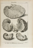 Dezallier d'Argenville  "L’histoire naturelle …la lithologie et la conchyliologie" (1742)