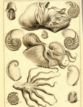Dezallier d'Argenville - Planches "zoomorphose" (1780)