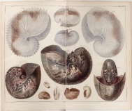 Seba Albert "Locpletissimi rerum naturalium thesauri" (1758) - Argonautes et Nautiles