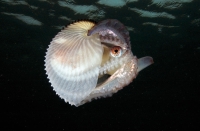 Femelle Argonauta argo. Photo Julian Finn - Museum Victoria