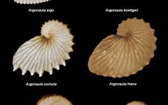 Coquilles de 6 espèces du genre  Argonauta