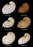 Coquilles de 6 espèces du genre  Argonauta