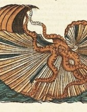 Argonauta argo - "Histoire naturelle des estranges poissons marins" - Pierre Belon - 1551