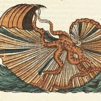 Argonauta argo - "Histoire naturelle des estranges poissons marins" - Pierre Belon - 1551