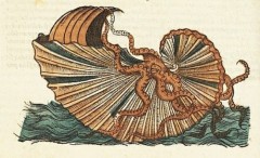 Argonauta argo - "Histoire naturelle des estranges poissons marins" - Pierre Belon - 1551