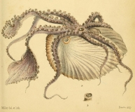 L. A. Reeve "Initiamenta conchologica"' (1846-1849) - Argonauta argo