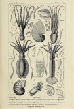 Cuvier "Règne animal" iconographie (1817)