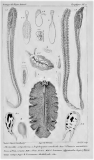 Cuvier "Règne animal" iconographie (1817). En haut gauche et droite : "hectocotyle" de l'argonaute.